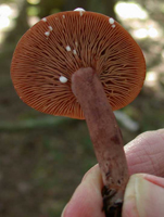 Lactarius camphoratus, shows the milky latex on the gills and the rusty to red-brown colors.